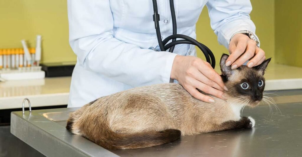 Cat getting lab drawn blood test