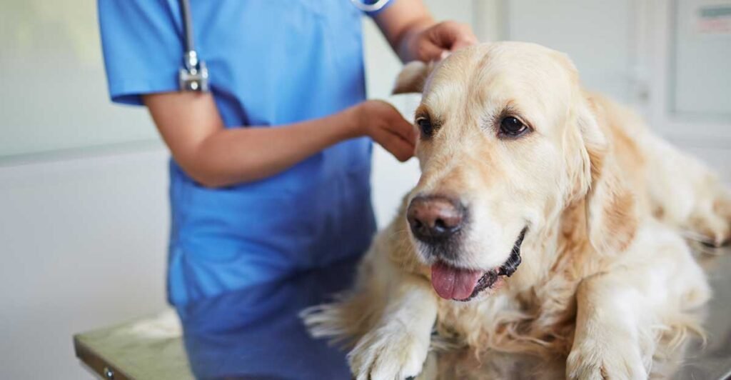 General Pet Wellness and Exams