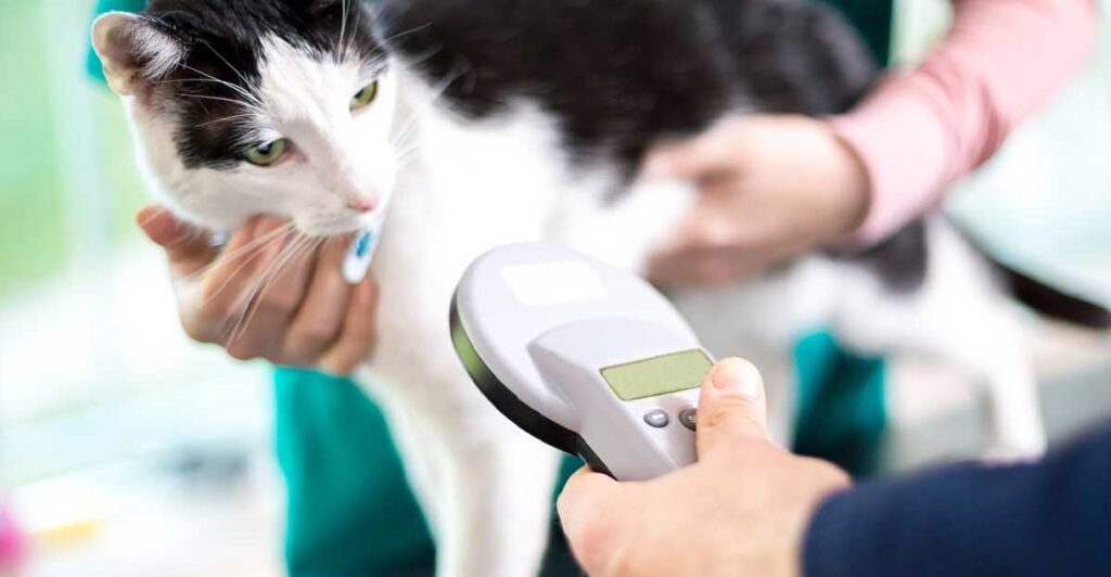 Implanting of Microchips on cats and dogs